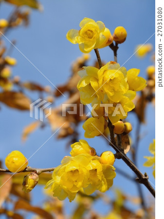 Full moon Rhubai blossoms Full moon Rhubai blossoms 27031080