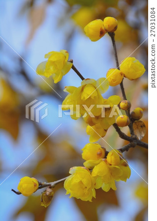 Full moon Rhubai blossoms Full moon Rhubai blossoms 27031084