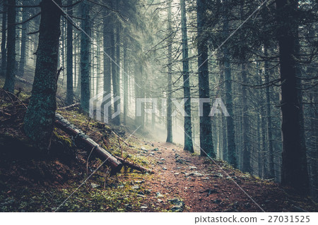 Trail in a dark pine forest Trail in a dark pine forest 27031525