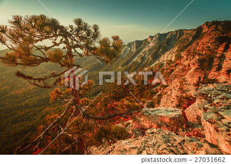 Pine tree on top of the mountain 27031662