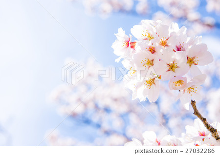 Cherry blossoms and blue sky Cherry blossoms and blue sky 27032286