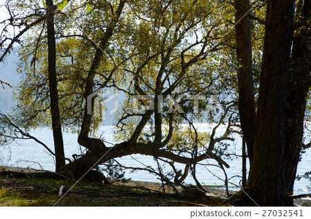 Fallen tree on lake 27032541