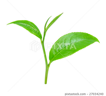 Green tea leaf isolated on white background 27034240