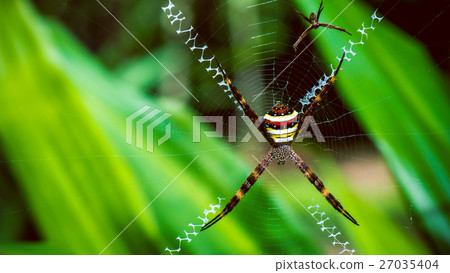 St. Andrew's Cross , Argiope spider rests on web 27035404