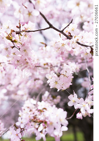 櫻花（高調） 27036661