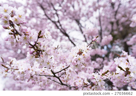 櫻花（高調） 27036662