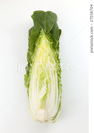 Cabbage 27036704