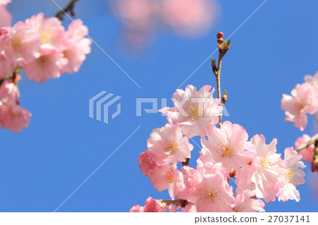 櫻花 27037141