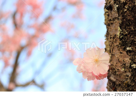 Cherry blossoms Cherry blossoms 27037147