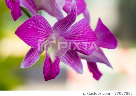Pink orchid flower. 27037893