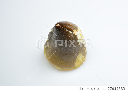 Mosasaurus tooth fossil 27039283