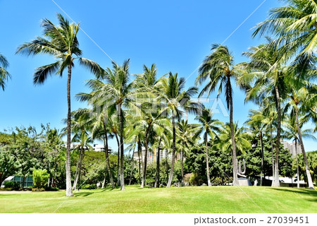 夏威夷的假期 夏威夷的假期 27039451