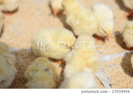 Chicks and chicks 27039456