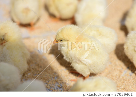 小雞和小雞 27039461