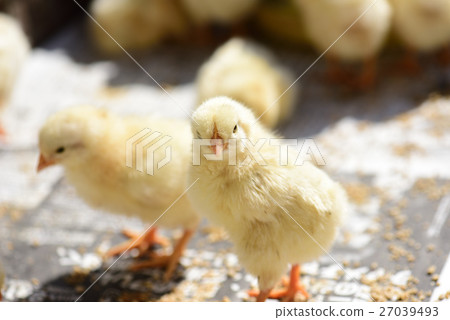 Chicks and chicks 27039493