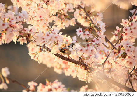 櫻花和麻雀④ 27039809