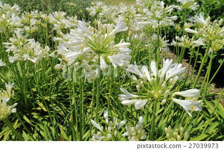  Agapanthus 27039973