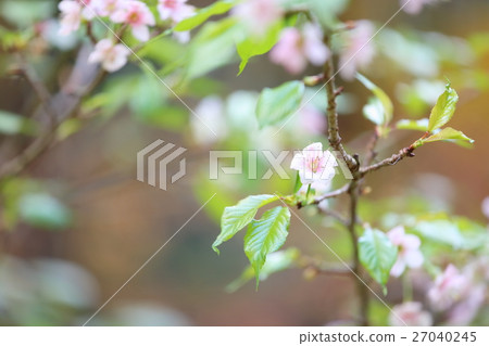 Himalayasakura flowers 27040245