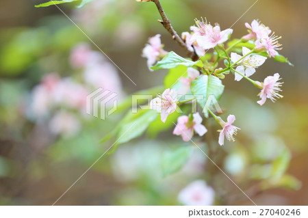 喜馬拉雅山花 27040246