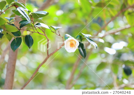 Camellia flower 27040248