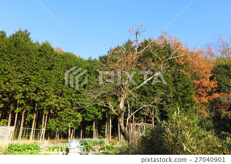 Satoyama's "Hinoki & Persimmon Fruit" Osaka Prefecture Hirakata City, Japanese cedar 27040901