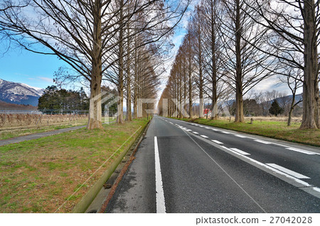 水杉樹沿早春 水杉樹沿早春 27042028