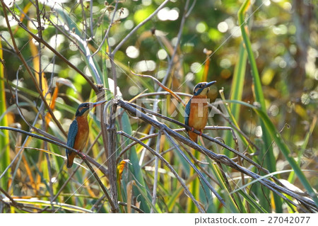Living beings Bird kingfisher, mid December. It seems to be early in breeding season but male and females were lining up 27042077