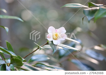 Camellia flower Camellia flower 27042088