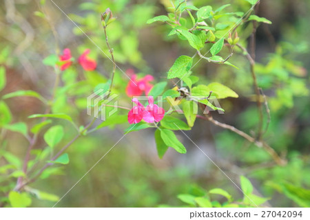 Cherry sage flowers 27042094