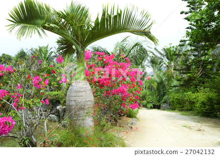 Okinawa Prefecture _ Yufu Island Botanical Garden Okinawa Prefecture _ Yufu Island Botanical Garden 27042132