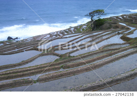 石川_白米1000張 石川_白米1000張 27042138