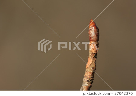 Natural plant chestnut, leaf scar and winter bud. Both are size and shape with presence Natural plant chestnut, leaf scar and winter bud. Both are size and shape with presence 27042370