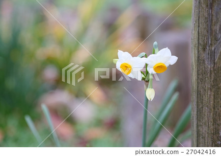 Two Hong Sayen flower Two Hong Sayen flower 27042416