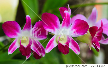 Red orchid flower. Red orchid flower. 27043364