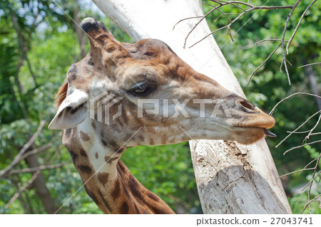Close up shot of giraffe head 27043741