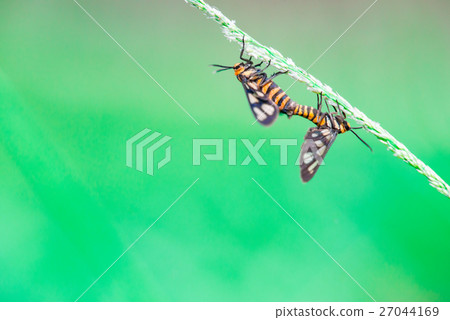 Tiger moth (Amata trigonophora) 27044169