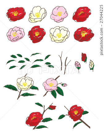 手繪山茶花 27044225