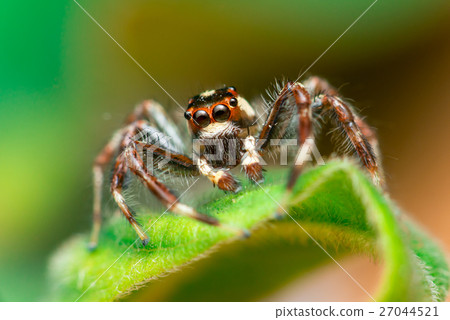 Male Two-striped Jumping Spider 27044521
