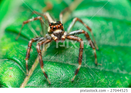 Male Two-striped Jumping Spider 27044525