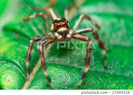 Male Two-striped Jumping Spider 27044526