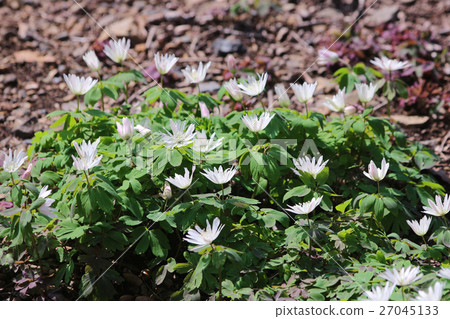 Misuzan Park Azamuisige 27045133