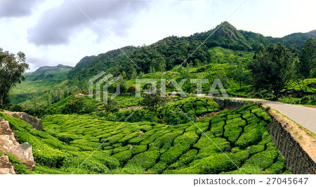 Panoramic view in Munnar, Kerala, India 27045647