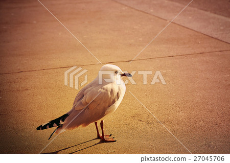 Australia Tasmania 27045706