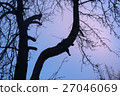 Silhouette of a tree 27046069