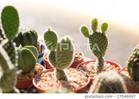 cactus succulent plant cactus succulent plant 27046097