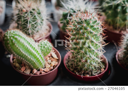 cactus succulent plant 27046105