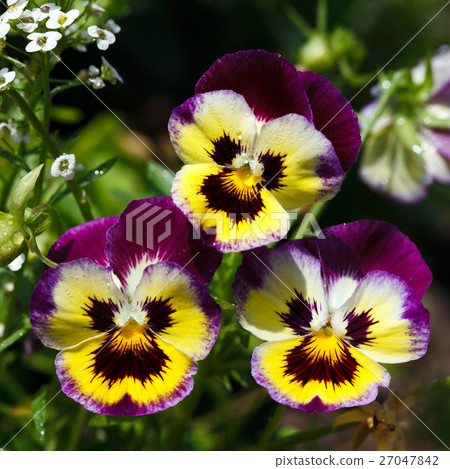 图库照片: pansy