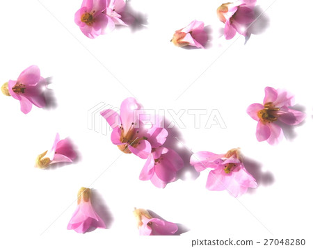 喜馬拉雅Yukinoshita的花 喜馬拉雅Yukinoshita的花 27048280