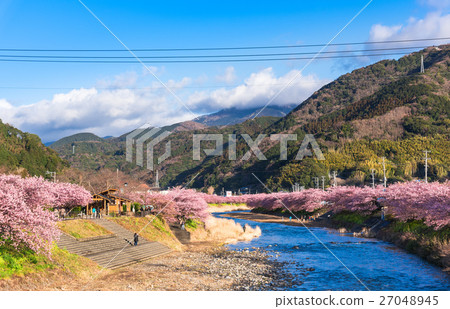 河津櫻花盛開 27048945