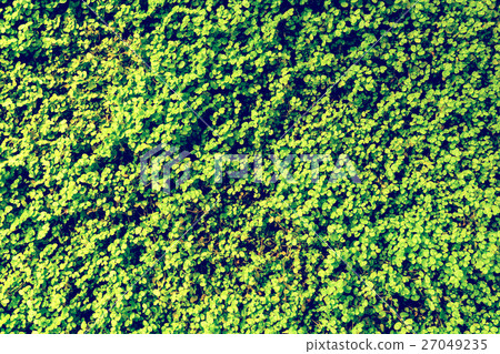 Green Angel Tear Plant (Soleirolia Urticaceae) 27049235